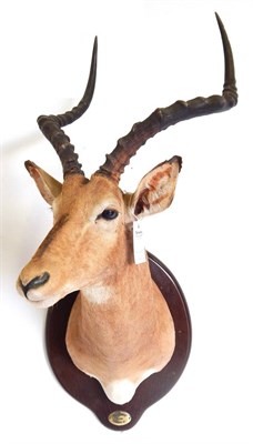 Lot 11 - Common Impala (Aepyceros melampus), circa 1998, shoulder mount with head turning to the right, on a