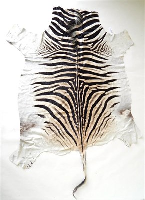 Lot 12 - Burchell's Zebra (Equus quagga burchelli), modern, skin rug,  237cm long