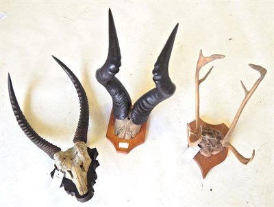 Lot 13 - Red Hartebeest (Alcelaphus caama), horns on cut upper frontlet, on pine shield; Waterbuck...