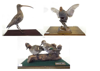 Lot 14 - Eurasian Curlew (Numenius arquata), full mount, enclosed within a five-panel perspex table...