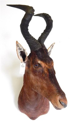 Lot 15 - Red Hartebeest (Alcelaphus caama), modern, shoulder mount with head turning to the left, 65cm...