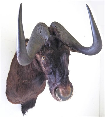 Lot 16 - Black Wildebeest (Connochaetes gnou), modern, shoulder mount with head turning to the right,...