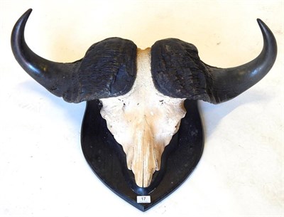 Lot 17 - Cape Buffalo (Syncerus caffer), horns on upper skull, on ebonised oak shield, widest span 92cm, tip