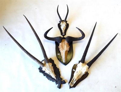 Lot 18 - Gemsbok Oryx (Oryx gazella), two pairs of horns on upper skulls, on oak shields (one carved);...