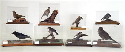 Lot 20 - Eight Cased Common Garden Birds, all full mounts, to include Blackbird, Greenfinch, Tree Pipit,...