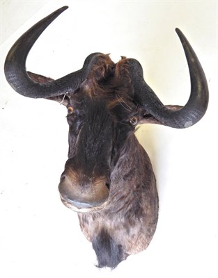 Lot 21 - Black Wildebeest (Connochaetes gnou), modern, shoulder mount, with head turning to the left,...