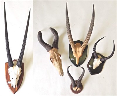 Lot 22 - Gemsbok Oryx (Oryx gazella), horns on upper skull, on oak shield; Red Hartebeest (Alcelaphus...