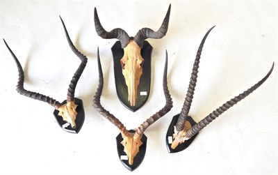 Lot 23 - Coke's Hartebeest (Alcelaphus cokii), horns on upper skull, on ebonised oak shield; Common...