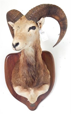 Lot 24 - Mouflon (Ovis orientalis), circa 2000, shoulder mount with head turning to the right, on oak shield