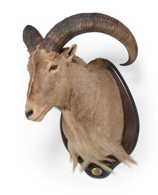 Lot 25 - Barbary Sheep (Ammotragus lervia lervia), circa 2000, large male shoulder mount turning to the...