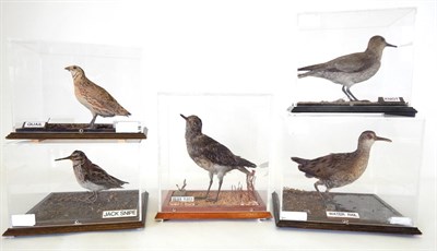 Lot 26 - Five Various Cased Birds, all full mounts, to include Knot, Quail, Water Rail, Jack Snipe,...