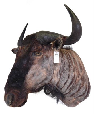 Lot 28 - Blue Wildebeest (Connochaetes taurinus), modern, shoulder mount with head turning slightly to...