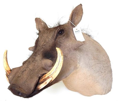 Lot 29 - Desert Warthog (Phacochoerus aethiopicus), modern, shoulder mount looking straight ahead, 60cm from