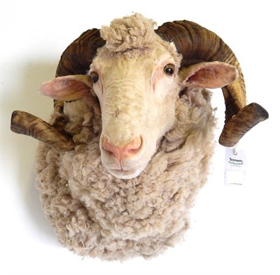 Lot 30 - Domestic Sheep (Ovis aries), modern shoulder mount with head turning to the right 49cm from the...