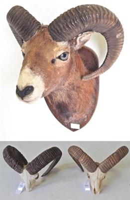 Lot 32 - European Mouflon (Ovis musimon), shoulder mount on oak shield; and Two Pairs of Mouflon Horns,...