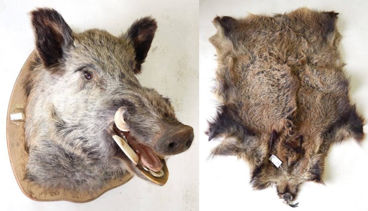 Lot 34 - European Wild Boar (Sus scrofa), circa late 20th century, shoulder mount with jaw agape, on painted