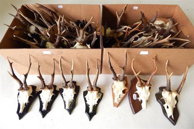 Lot 35 - Roe Deer (Capreolus capreolus), two boxes of assorted antlers on cut upper skulls, 23 mounted...