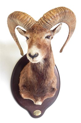 Lot 36 - Mouflon (Ovis orientalis), circa 1998, shoulder mount with head turning to the right, on...