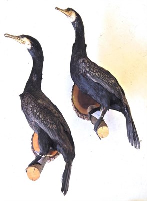 Lot 38 - Cormorant (Phalacrocoracidae), two male full mounts, on cut tree branches attached to sliced...