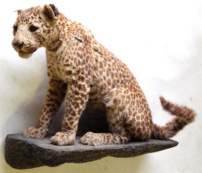 Lot 39 - Leopard Cub (Panthera pardus), circa December 1945, by Van Ingen & Van Ingen, full mount in sitting