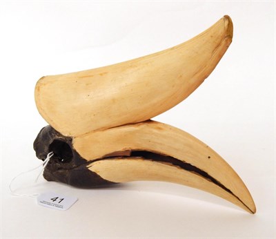 Lot 41 - Rhinoceros Hornbill (Buceros rhinoceros), circa late 1940s, full skull, 22cm by 18cm  This...