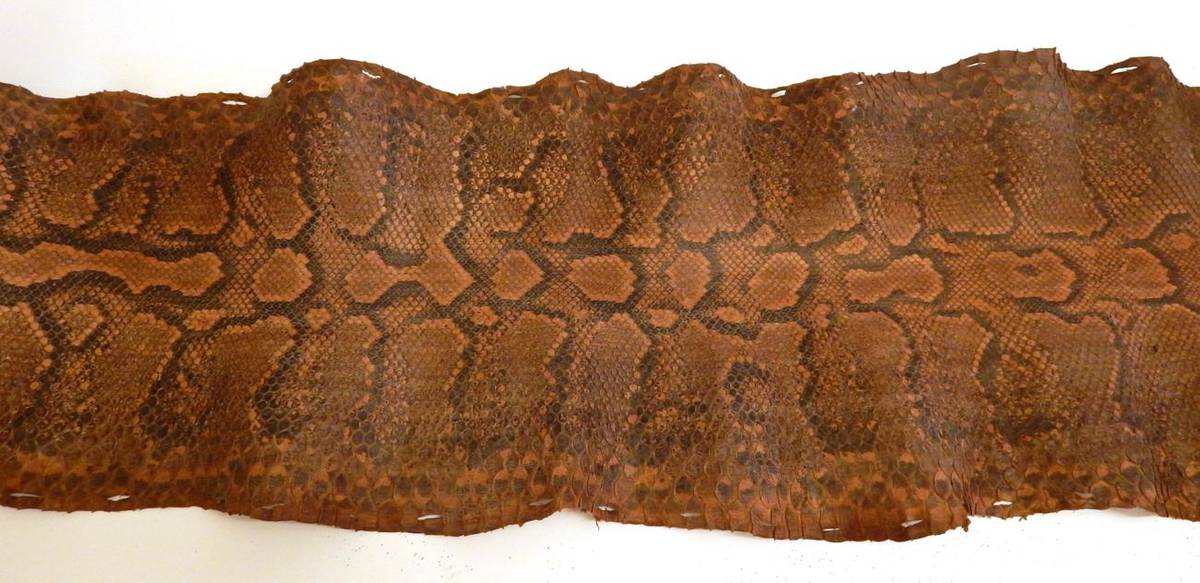 Lot 42 - African Rock Python Skin (Python sebae) early 20th century, full length prepared skin including...