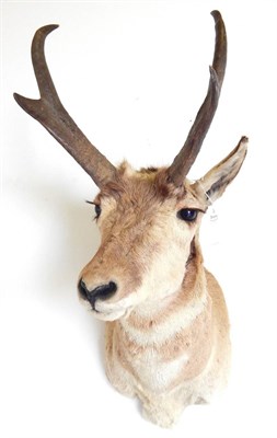 Lot 43 - Pronghorn (Antilocapra americana), circa late 20th century, shoulder mount turning slightly to...