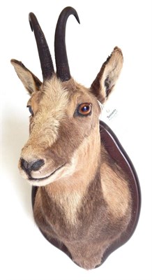 Lot 44 - Chamois (Rupicapra rupicapra), circa 2005, shoulder mount turning slightly to the right, on...