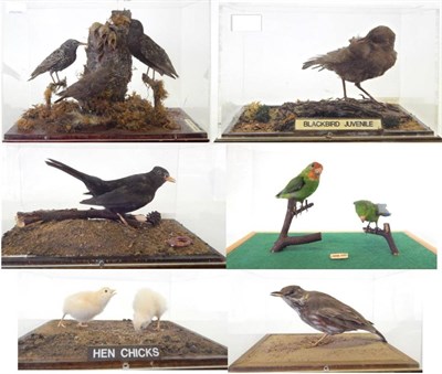 Lot 45 - Six Various Cased Birds, all full mounts, to include Three Starlings with young in a nest, Pair...