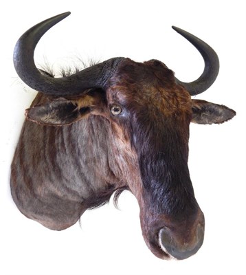 Lot 46 - Blue Wildebeest (Connochaetes taurinus), modern, shoulder mount with head turning slightly to...