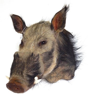 Lot 47 - Bushpig (Potamochoerus larvatus), modern, shoulder mount looking straight ahead, 63cm from the wall