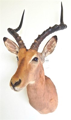 Lot 48 - Common Impala (Aepyceros melampus), modern, shoulder mount looking straight ahead, 56cm from...