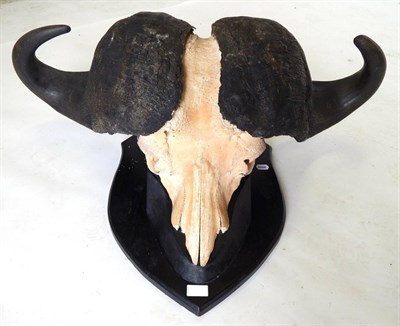 Lot 49 - Cape Buffalo (Syncerus caffer), horns on upper skull, on ebonised oak shield, widest span 94cm, tip