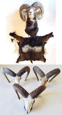 Lot 50 - European Mouflon (Ovis musimon), shoulder mount; Three Pairs of Mouflon Horns, on upper skulls, one