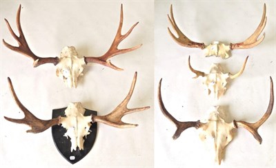 Lot 52 - European Moose (Alces alces), five pairs of antlers on part upper skulls, one with ebonised...