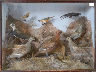 Lot 53 - Victorian Taxidermy Display of Birds, to include a pair of Partridge, Kingfisher, Grouse,...