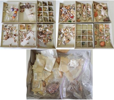 Lot 54 - A Diverse Collection of World Sea Shells, including large Letter Cone Shells, Murex Elenensis,...