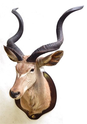 Lot 55 - Greater Kudu (Tragelaphus strepsiceros), circa 1998, shoulder mount turning slightly to the...