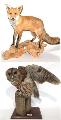 Lot 56 - Tawny Owl (Strix aluco), late 20th century, by Adrian Johnstone, Darlington, full mount perched...