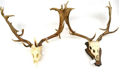 Lot 57 - Fallow Deer (Dama dama), antlers on upper skulls, one on oak shield, two examples with Budapest...