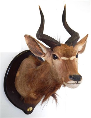 Lot 59 - Nyala (Tragelaphus angasii), circa 1998, shoulder mount with neck out stretched turning to the...