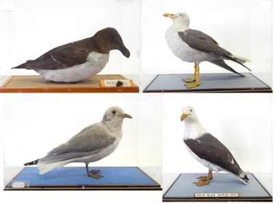 Lot 60 - Four Cased Sea Birds, all full mounts, to include Razorbill, Greater Black-Backed Gull, Lesser...