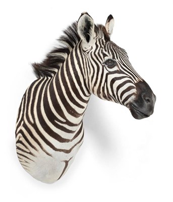 Lot 61 - Plains Zebra (Equus quagga), modern, shoulder mount turning slightly to the left, 76cm from the...