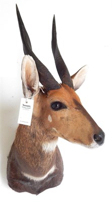 Lot 62 - Western Bushbuck (Tragelaphus scriptus), modern shoulder mount with head turning to the left,...