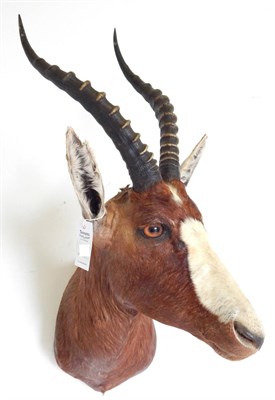 Lot 63 - Blesbok (Damaliscus pygargus phillipsi), modern, shoulder mount with head turning to the left, 51cm