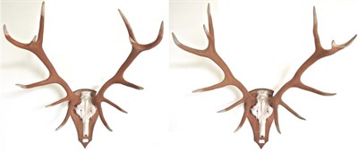 Lot 66 - European Red Deer (Cervus elaphus), painted antlers on faux upper skull, 12 points (6+6), on...