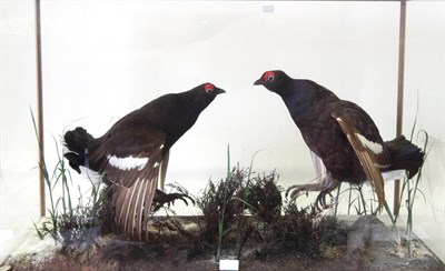 Lot 67 - Blackgrouse (Lyrurus tetrix), circa late 20th century, by Graham Teasdale, two male full...