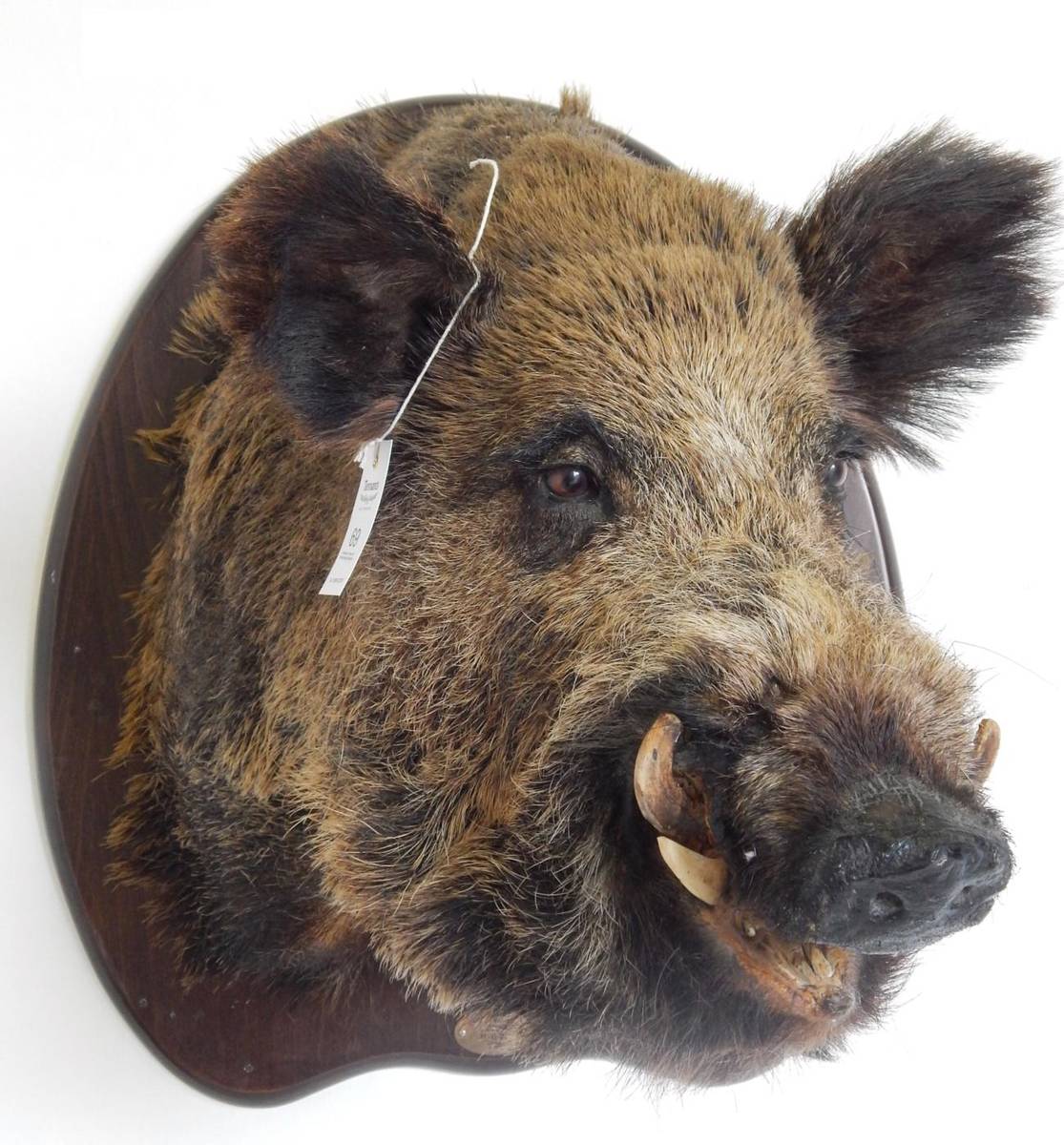 Lot 68 - European Wild Boar (Sus scrofa), circa 2004, shoulder mount turning to the left with mouth...