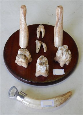 Lot 71 - Hippopotamus (Hippopotamus amphibius), circa 1920, two tusks and five teeth mounted on a...