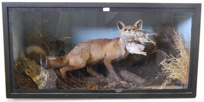 Lot 72 - Fox (Vulpes vulpes), circa mid 20th century, full mount with head turning to the right with...